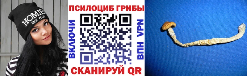 Псилоцибиновые грибы Cubensis  как найти закладки  Тырныауз 